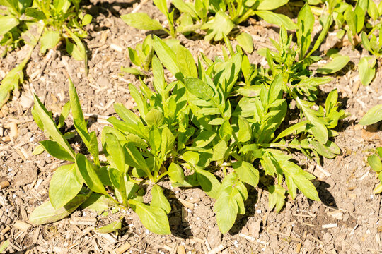 Phu baldrian or Valeriana Phu plant in Saint Gallen in Switzerland 11.4.2026
