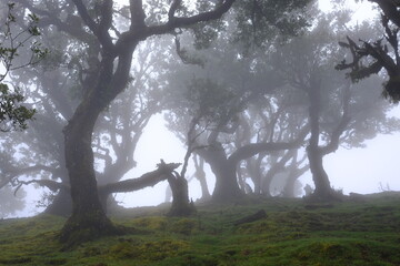 Fototapeta premium Madeira Portugal Lorbeerwald Nebelwald Feenwald