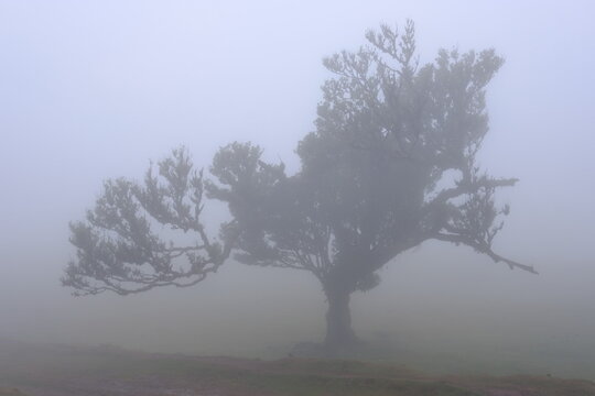 Madeira Portugal Lorbeerwald Nebelwald Feenwald