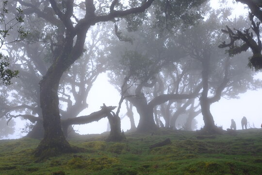Madeira Portugal Lorbeerwald Nebelwald Feenwald