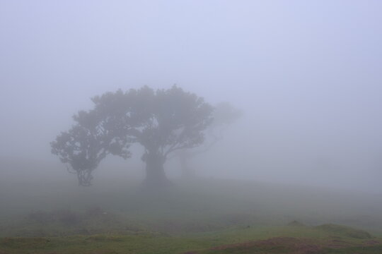 Madeira Portugal Lorbeerwald Nebelwald Feenwald
