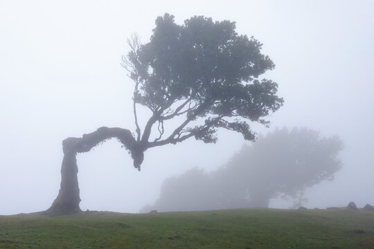 Madeira Portugal Lorbeerwald Nebelwald Feenwald
