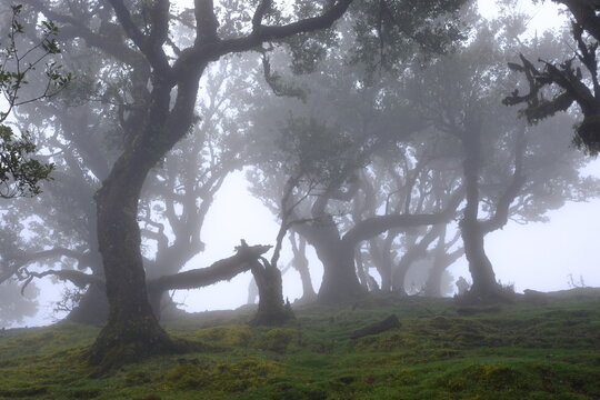 Madeira Portugal Lorbeerwald Nebelwald Feenwald
