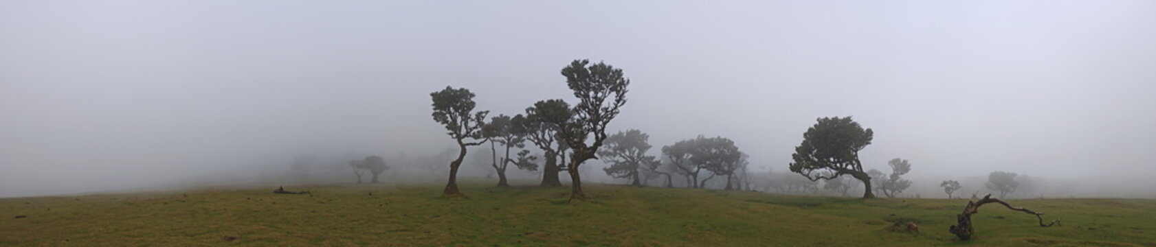Madeira Portugal Lorbeerwald Nebelwald Feenwald