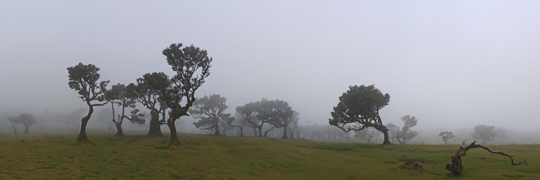 Madeira Portugal Lorbeerwald Nebelwald Feenwald