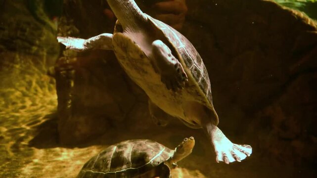 This image appears to show a Yellow-spotted Amazon river turtle (Podocnemis unifilis), also known as the yellow-headed sideneck turtle.