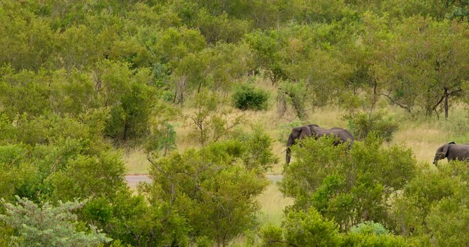Realtime video of a safari vehicle reversing on an asphalt road as two wild African elephants approach them directly. Exciting wildlife encounter in Kruger National Park, South Africa