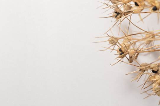dry allium flower flatlay against white background with generous copy space, botanical garlic overlay with text space, close up detailed dry garlic bloom photo for branding