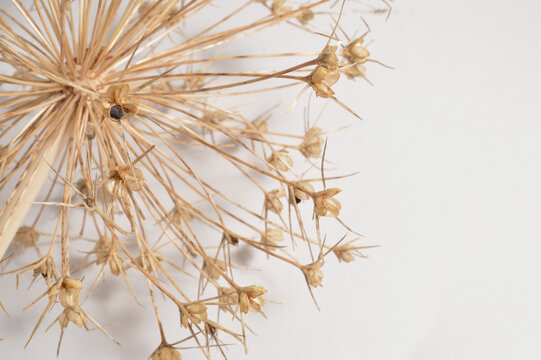 dry allium flower flatlay against white background with generous copy space, botanical garlic overlay with text space, close up detailed dry garlic bloom photo for branding