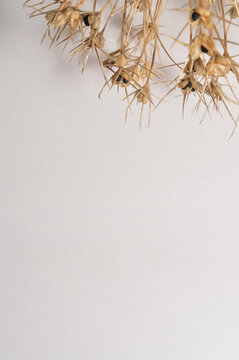 dry allium flower flatlay against white background with generous copy space, botanical garlic overlay with text space, close up detailed dry garlic bloom photo for branding