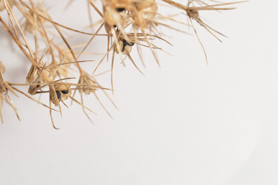 dry allium flower flatlay against white background with generous copy space, botanical garlic overlay with text space, close up detailed dry garlic bloom photo for branding