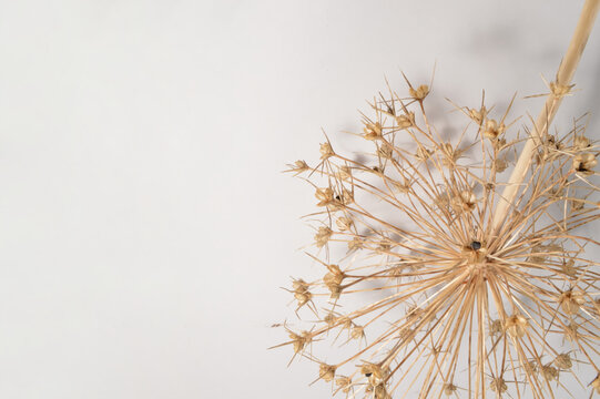 dry allium flower flatlay against white background with generous copy space, botanical garlic overlay with text space, close up detailed dry garlic bloom photo for branding