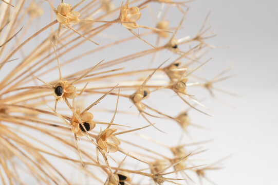 dry allium flower flatlay against white background with generous copy space, botanical garlic overlay with text space, close up detailed dry garlic bloom photo for branding