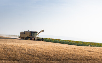 Fototapeta premium combine harvester in wheat field