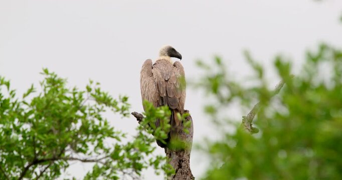 Medium shot of a wild African white-backed vulture perched on a dead tree branch, looking around. Safari wildlife scene surrounded by green foliage in Kruger National Park, South Africa