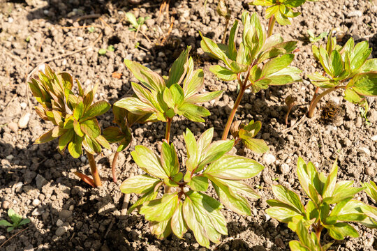 Garden peony or Paeonia Officinalis Plena plant in Saint Gallen in Switzerland 11.4.2026