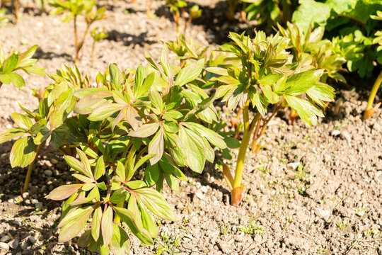 Garden peony or Paeonia Officinalis Plena plant in Saint Gallen in Switzerland 11.4.2026