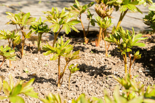 Garden peony or Paeonia Officinalis Plena plant in Saint Gallen in Switzerland 11.4.2026