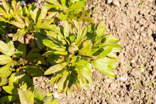 Garden peony or Paeonia Officinalis Plena plant in Saint Gallen in Switzerland 11.4.2026