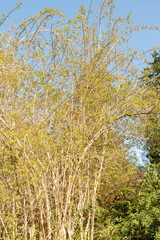Fototapeta premium Beauty bush or Kolkwitzia Amabilis plant in Saint Gallen in Switzerland 11.4.2026