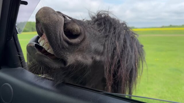 Funny close-up of a grinning horse showing teeth through an open car window, hilarious animal encounter during a safari park road trip