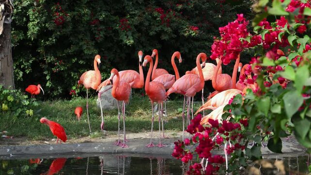 The American Flamingo, also known as the Caribbean flamingo (Phoenicopterus ruber)