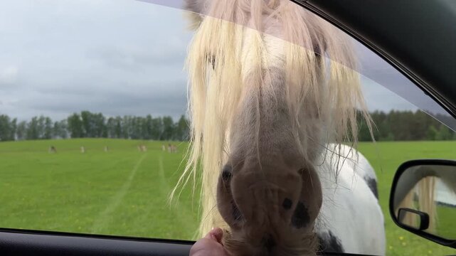 Close-up of a tourist hand feeding a fluffy Gypsy Vanner horse through an open car window at a safari park or wildlife reserve, domestic travel and adventure concept