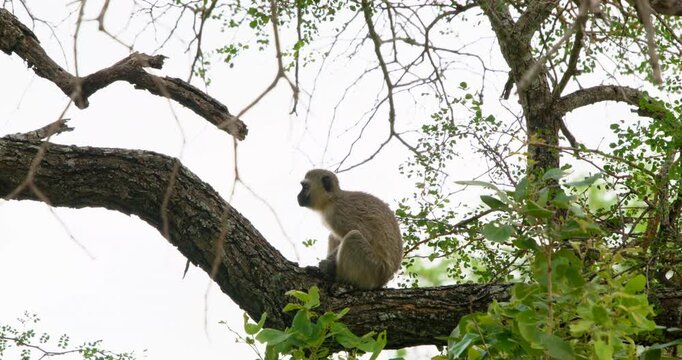 Medium shot of a wild vervet monkey sitting on a thick tree branch looking at the camera in Kruger National Park, South Africa. Wildlife safari scene with lush green foliage and bright sky