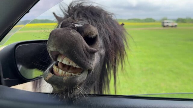 Funny close-up of a grinning horse showing teeth through an open car window, hilarious animal encounter during a safari park road trip