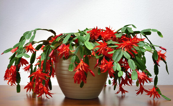 Blooming Easter cactus ( Rhipsalidopsis gaertneri) in a ceramic pot indoors.
