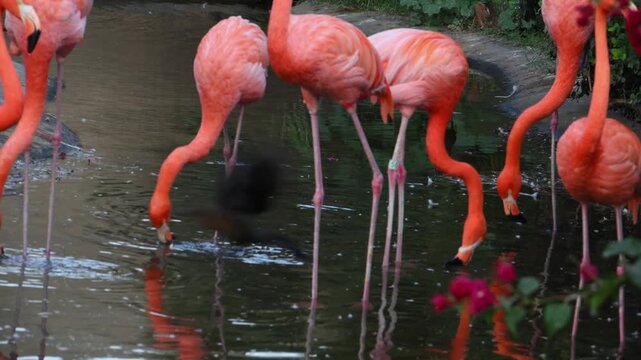The American Flamingo, also known as the Caribbean flamingo (Phoenicopterus ruber)