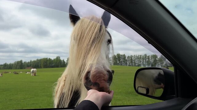 Close-up of a tourist hand feeding a fluffy Gypsy Vanner horse through an open car window at a safari park or wildlife reserve, domestic travel and adventure concept