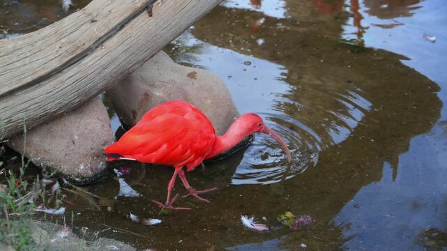 These birds are Scarlet Ibises (Eudocimus ruber)