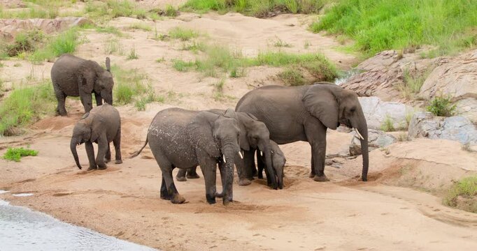 Wide shot of a breeding herd of wild African elephants digging holes in the sandy riverbank to filter and drink clean water. Unique wildlife behavior captured in Kruger National Park, South Africa