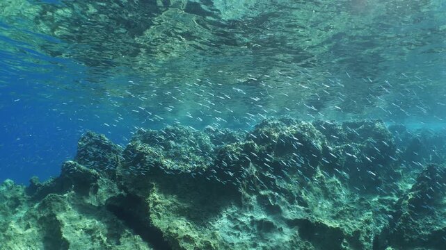 silversides   under sun shine and beams underwater silverside fish school wavy sea protection Atherina boyeri