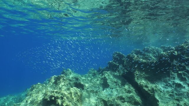 silversides   under sun shine and beams underwater silverside fish school wavy sea protection Atherina boyeri