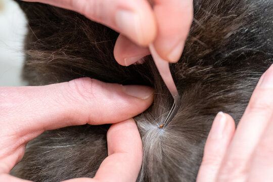 Removing tick from cat fur with tweezers during pet care and parasite prevention at home