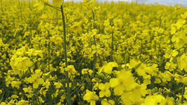 Beautiful rolling hills covered with vibrant yellow blooming rapeseed field under a cloudy sky, agriculture industry and rural landscape concept. The camera moves through a rapeseed field
