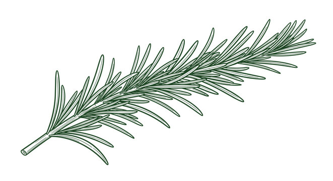 Detailed green line art drawing of a fresh rosemary herb sprig showing its characteristic needle-like leaves and stem.