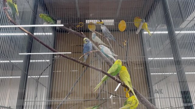 Multiple budgerigars (Melopsittacus undulatus) perched on branches inside a spacious aviary enclosure