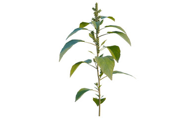 Fototapeta premium Amaranthus viridis tree, elevation, front view, cutout, transparent background, isolate, Close-up of vibrant green leaves with intricate vein patterns, nature's beauty and texture.