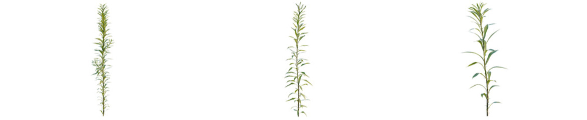Fototapeta premium Aster subulatus tree, elevation, front view, cutout, transparent background, isolate, Vibrant green fern leaf close-up, detailed texture, natural beauty, botanical illustration, springtime.