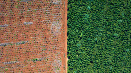 Aerial Contrast Between Pine Plantation and Native Atlantic Forest in Misiones Argentina © Marcio Eneas