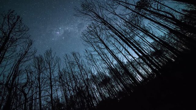 Starry Night Sky Above Silhouetted Leafless Forest Trees