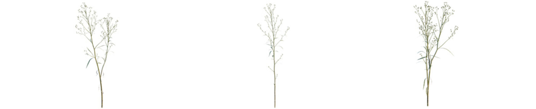 Conyza canadensis tree, elevation, front view, cutout, transparent background, isolate, Delicate wildflower sprig, close-up view, botanical floral element, natural beauty, png graphic