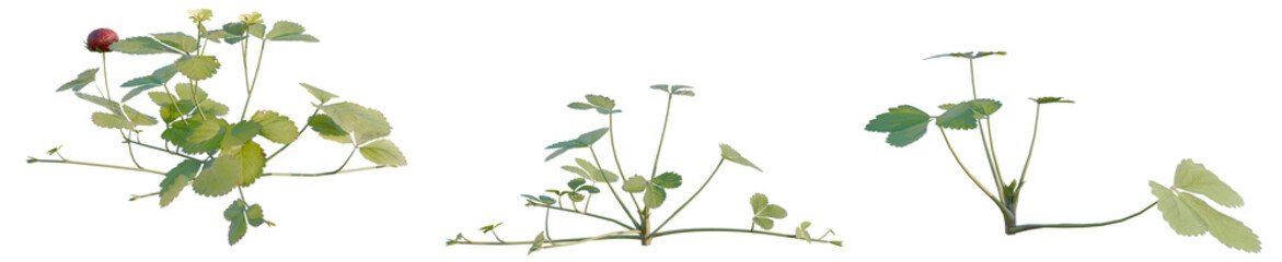 Duchesnea indica tree, elevation, front view, cutout, transparent background, isolate, Delicate Clover Leaves, Close-Up of Three Leaflets, Macro Photography, Nature's Details