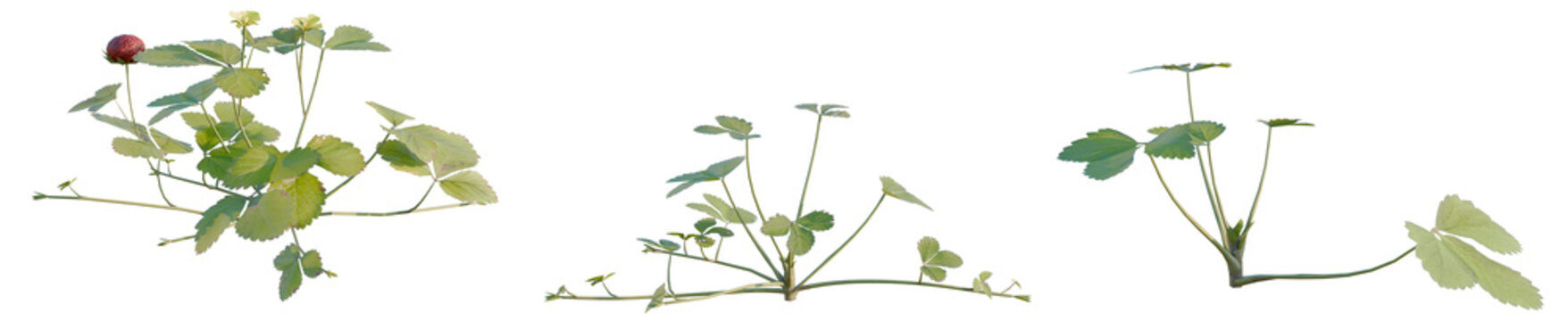 Duchesnea indica tree, elevation, front view, cutout, transparent background, isolate, Delicate Clover Leaves, Close-Up of Three Leaflets, Macro Photography, Nature's Details