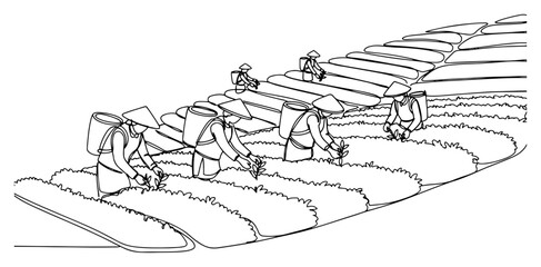 Fototapeta premium One line drawing of traditional farmers harvesting fresh tea leaves on terraced hills