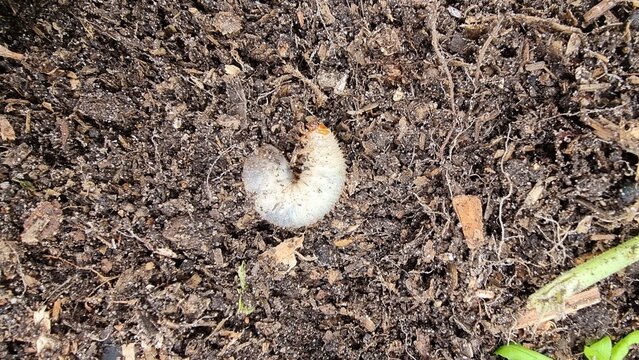 close up of a grub