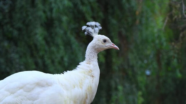 This white peacock is a leucistic Indian Peafowl (Pavo cristatus).